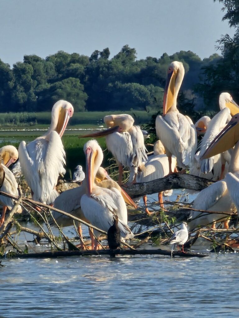 Pelicani Delta Dunarii