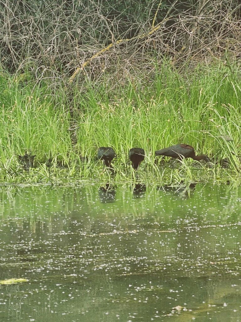 Țigănuș in Delta Dunarii